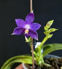 Phalaenopsis violacea var. for sale  NOTTINGHAM