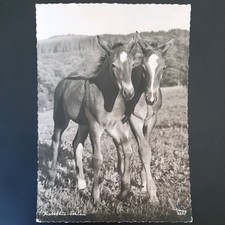 Pferdepostkarte pferd popp gebraucht kaufen  Beeskow