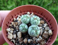 Ortegocactus macdougallii astr d'occasion  Servian