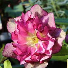 Christrose lenzrose double gebraucht kaufen  Bad Zwischenahn