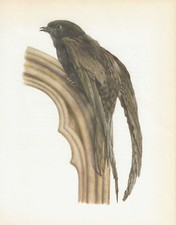 Vintage bird print for sale Vintage bird print for sale  DERBY