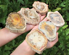 Natural petrified wood for sale  Fort Myers