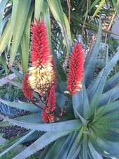 Aloe tangerine raw for sale  Woodland