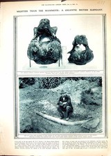 Old 1916 tusk for sale  UK