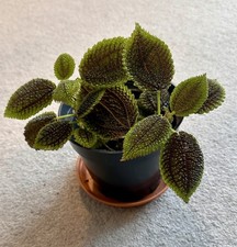 Pilea moon valley for sale  ERITH