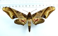 insekten sammlung gebraucht kaufen insekten sammlung gebraucht kaufen Haibach