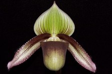 Paphiopedilum superbiens var. for sale  Petaluma