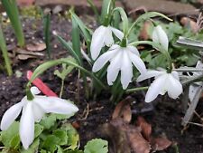 Galanthus lady beatrix gebraucht kaufen  Ribnitz-Damgarten