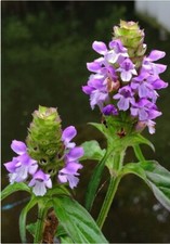 100 heal medicinal for sale  Houston