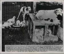 1951 press photo for sale  Memphis