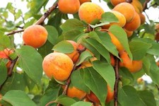Common apricot fruit for sale  Massillon