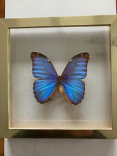Echter schmetterling im gebraucht kaufen  Lahntal