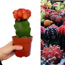 Gymnocalycium mihanovichii 10. for sale  GLASGOW