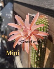 Mini hildewintera rare for sale  USA