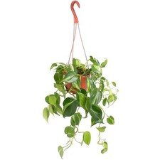 Philodendron brasil heartleaf for sale  Houston