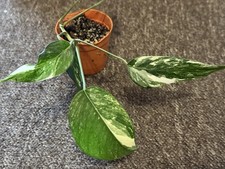 Epipremnum pinnatum albo for sale  LONDON