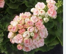 Pelargonium pelargonie geranie gebraucht kaufen  Hagen