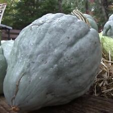 Giant blue hubbard for sale  Salem