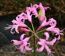 Nerine bowdenii summer for sale  UK