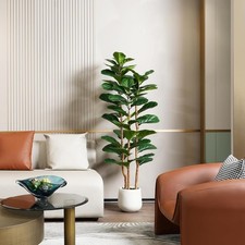fig trees for sale fig trees for sale SALFORD