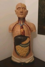 Antico busto anatomico usato Antico busto anatomico usato  Rimini