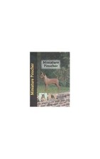 Miniature pinscher pet for sale Miniature pinscher pet for sale  UK