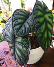 Alocasia baginda dragon for sale  SOUTHAMPTON