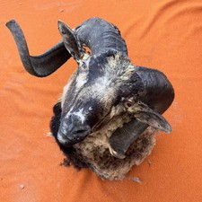 Corsican ram dark for sale  Carrollton