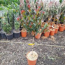 Photinia fraseri red for sale  EGHAM