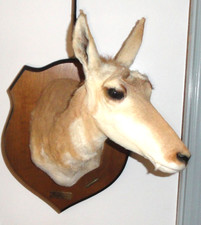 Prong horn mounted for sale  Milton