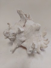 Large white murex for sale  RUGBY