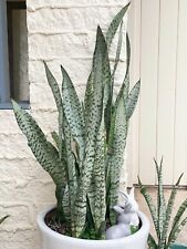 Snake plant mother for sale  Honolulu