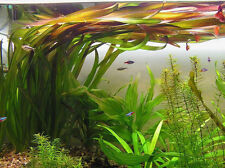 Vallisneria gigantea plantes d'occasion  Krautergersheim