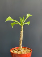 Plumeria pudica wedding for sale  Miami