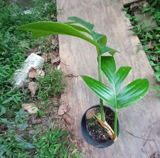 house plant leaf big for sale house plant leaf big for sale Atlanta