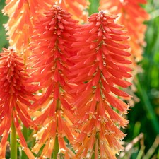 Kniphofia poco sunset for sale  UK