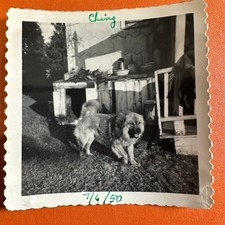 Chow chow dog for sale  Arlington