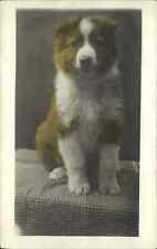 Sweet puppy dog for sale  South Portland