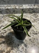 Spider plant cuttings for sale  Stone Mountain