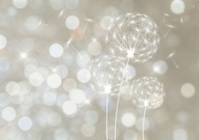 Blumen pusteblume grau gebraucht kaufen Blumen pusteblume grau gebraucht kaufen  Versand nach Germany