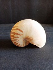 Gros coquillage nautile d'occasion  Verquin