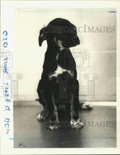 1984 press photo for sale  Memphis