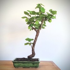 yamadori bonsai gebraucht kaufen yamadori bonsai gebraucht kaufen Dortmund