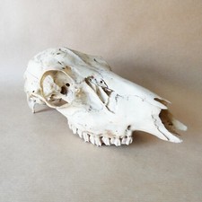 Real sheep skull. for sale  MARKET RASEN