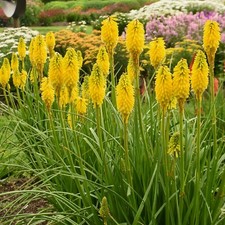 Kniphofia banana popsicle for sale  GLASGOW