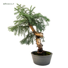Zimmerpflanze araucaria cunnin gebraucht kaufen  Fuchsmühl
