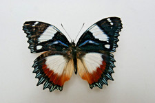 Hypolimnas dexithea butterfly for sale  LIVERPOOL