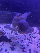 Oranda fantail goldfish for sale  Seminole