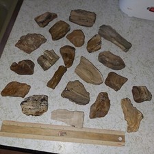 Colorado petrified fossil for sale  Denver