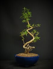 Snow rose bonsai for sale  Spring Hill